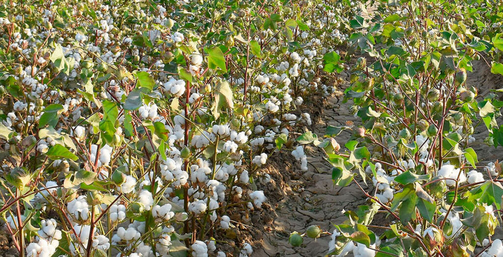 Application of Drip Irrigation for Cotton Farming in Turkmenistan