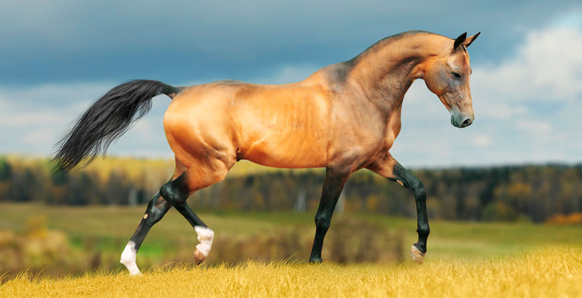 Scientists Reveal the Origin of Akhal Teke Horse – Progres.Online