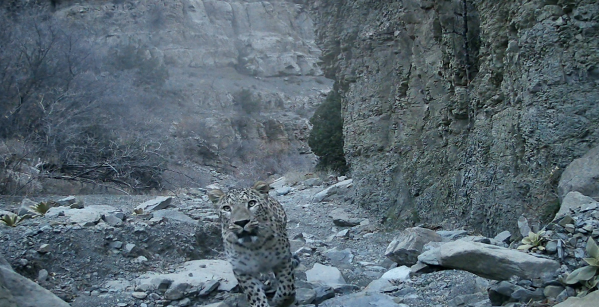 Kokrak yiqilib tushgan mast va yalangoch fotosuratlar